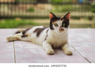 A female calico cat is sitting relaxed on the terrace of the house. Calico cats or those with three colors are called calico cats in Indonesia.  They are famous because they have a rare gene. - Powered by Shutterstock