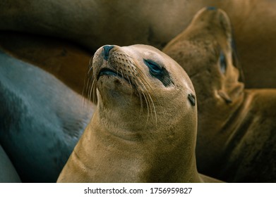 Female California Sea Lion Relaxing On The Rocky Coast Guard Jetty In Monterey, CA