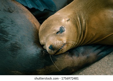 Female California Sea Lion Relaxing On The Rocky Coast Guard Jetty In Monterey, CA