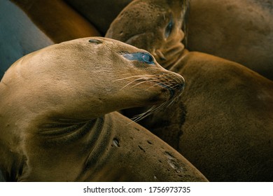 Female California Sea Lion Relaxing On The Rocky Coast Guard Jetty In Monterey, CA