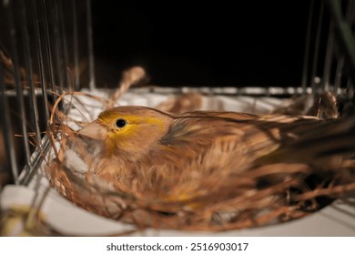 a female canary sitting on its nest - Powered by Shutterstock