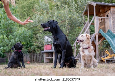 Female canine trainer showing a hand gesture to her three dogs, labrador retrievers and a mixed breed, sitting on command.