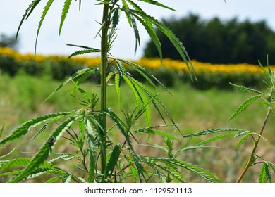 Female Cannabis Plant