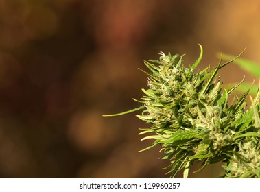 Female Cannabis Plant