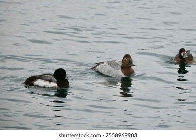 Female Canvasback (Aythya valisineria) and Greater Scaups (Aythya marila) swimming at Humber Bay Park East during Winter - Powered by Shutterstock