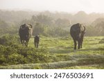 Female cape buffalo with calf ( Syncerus caffer) in the morning fog, Shamwari Private Game Reserve, South Africa.