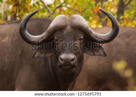 A female Cape Buffalo (Syncerus caffer) also known as African Buffalo, head and shoulders, against a Mopani scrub background, Kruger National Park, South Africa