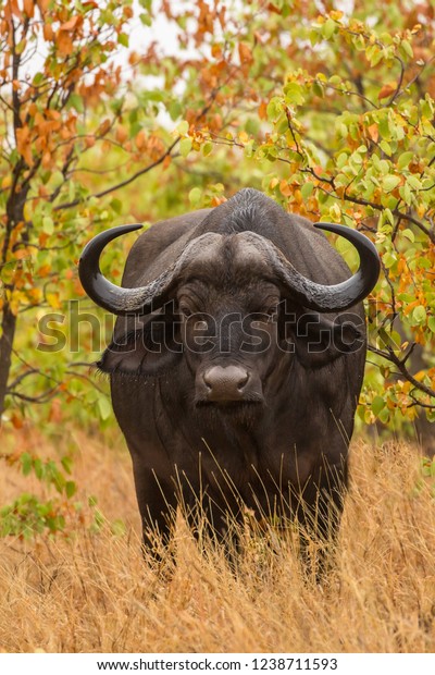 praktiserende læge Parasit Benign Female Cape Buffalo Syncerus Caffer Known Stock Photo (Edit Now) 1238711593