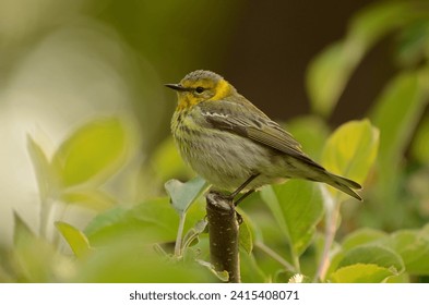A Female Capemay Warbler in Spring