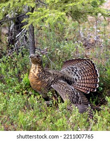 Female Capercaillie In A Summer Outfit. Horizontal Female From The Forest. Finland Rovaniemi Perunkajärvi