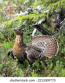 Female Capercaillie In A Summer Outfit. Horizontal Female From The Forest. Finland Rovaniemi Perunkajärvi