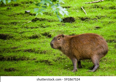 100 Female capybara Images, Stock Photos & Vectors | Shutterstock