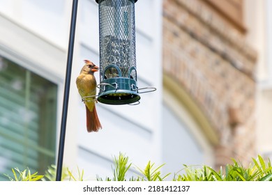 Female Cardinal Bird Eating Seed From Feeder Outside Home