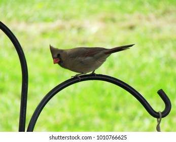 Female Cardinal Bird Sits On A Shepherds Crook And Check Out What Is Below Her; Harrisonburg, VA, USA