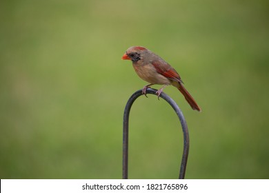 Female Cardinal Bird Sitting On Shepherds Hook