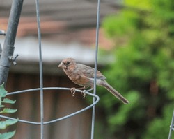 Female Cardinal Bird Standing On Metal Wire