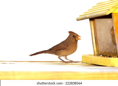Female Cardinal Eating A Bird Feeder Against A White Background