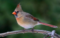 Female Cardinal In The Forest