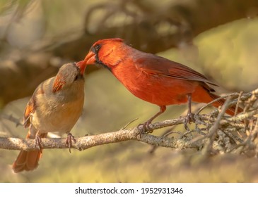 Female cardinal leans in to receive a seed from the male cardinal.