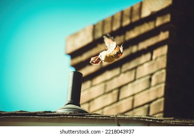 Female Cardinal Midflight With A Brick Chimney In Background