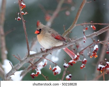 Female cardinal perched on branch in snowstorm