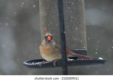 Female Cardinal Perched On Sunflower Seed Feeder