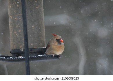 Female Cardinal Perched On Sunflower Seed Feeder