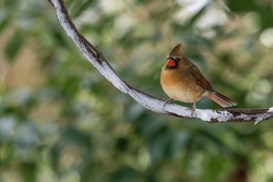 Female Cardinal Perched On A Vine