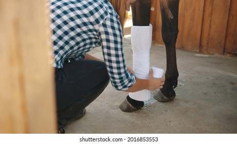 Female caretaker bandaging horse leg outside the stable during the daytime. Seal brown injured horse. Girl wrapping the bandage on the horse leg. Taking care of an injured horse. 