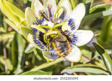 Female carpenter bee  (Xyocopa augusti), pollinating the flower of the Mburucuyá plant, also called passion flower, blue passionflower or passionflower (Passiflora caerulea). - Powered by Shutterstock