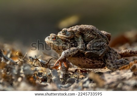 Image, Stock Photo Real frog Frog Doorman