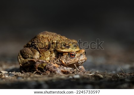 Similar – Image, Stock Photo Real frog Frog Doorman