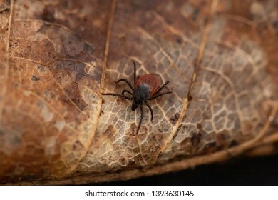 Female Castor Bean Tick (Ixodes Ricinus), Chiefly European Species Of Hard-bodied Tick