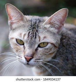 Female Cat Face Morning Stock Photo 1849034137 