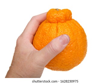 Female Caucasian Hand Holding A Large Sumo Orange Isolated On White Background. Native To Japan, Sumo Oranges Are A Hybrid Citrus Fruit That's A Cross Between Mandarin And A California Naval Orange