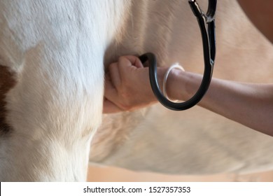 A female caucasian hand holding a stethoscope taking heart and breathing rate on a horse