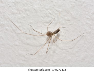 Female Cellar Spider Carrying Eggs