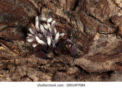 Baby Scorpion High Res Stock Images Shutterstock