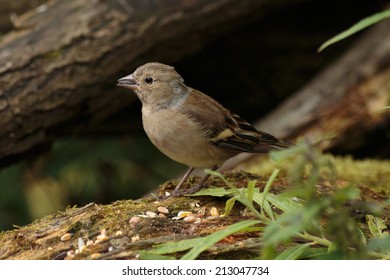 A Female Chaffinch Eating Wild Bird Seed