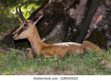 Female Chamois (Rupicapra Rupicapra, Family: Bovidae). Aosta Valley, Italy.