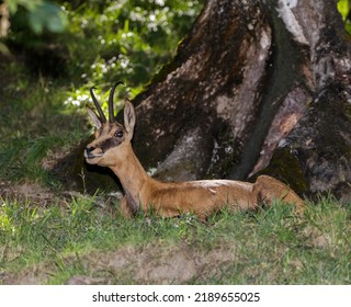 Female Chamois (Rupicapra Rupicapra, Family: Bovidae). Aosta Valley, Italy.