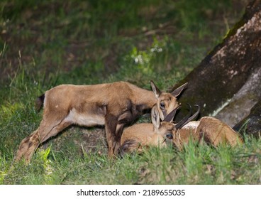 Female Chamois (Rupicapra Rupicapra, Family: Bovidae) With Her Cub (Aosta Valley, Italy).