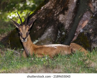 Female Chamois (Rupicapra Rupicapra, Family: Bovidae). Aosta Valley, Italy.