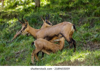 Female Chamois (Rupicapra Rupicapra, Family: Bovidae) Nursing Her Cub (Aosta Valley, Italy).