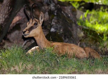 Female Chamois (Rupicapra Rupicapra, Family: Bovidae). Aosta Valley, Italy.