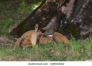 Female Chamois (Rupicapra Rupicapra, Family: Bovidae). Aosta Valley, Italy.