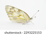 Female Checkered white butterfly - Pontia protodice - species of Pieridae Sulphur isolated on white background side profile view 