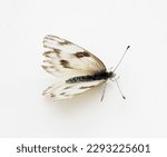 Female Checkered white butterfly - Pontia protodice - species of Pieridae Sulphur isolated on white background top dorsal view 