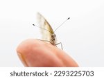 Female Checkered white butterfly - Pontia protodice - species of Pieridae Sulphur isolated on white background front face view 