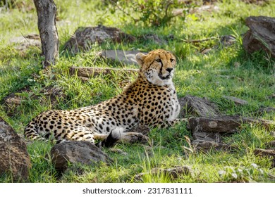 A female cheetah ( Acinonyx Jubatus) lying down, Mara Naboisho Conservancy, Kenya. - Powered by Shutterstock